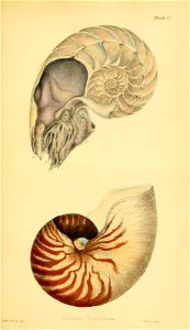 Plate C 
•nsBSHRBi 
m i 

Nautilus Pd-mpilius