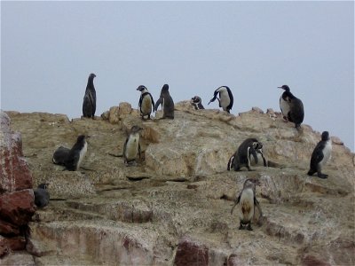 Pinguine auf den Islas Ballestas photo
