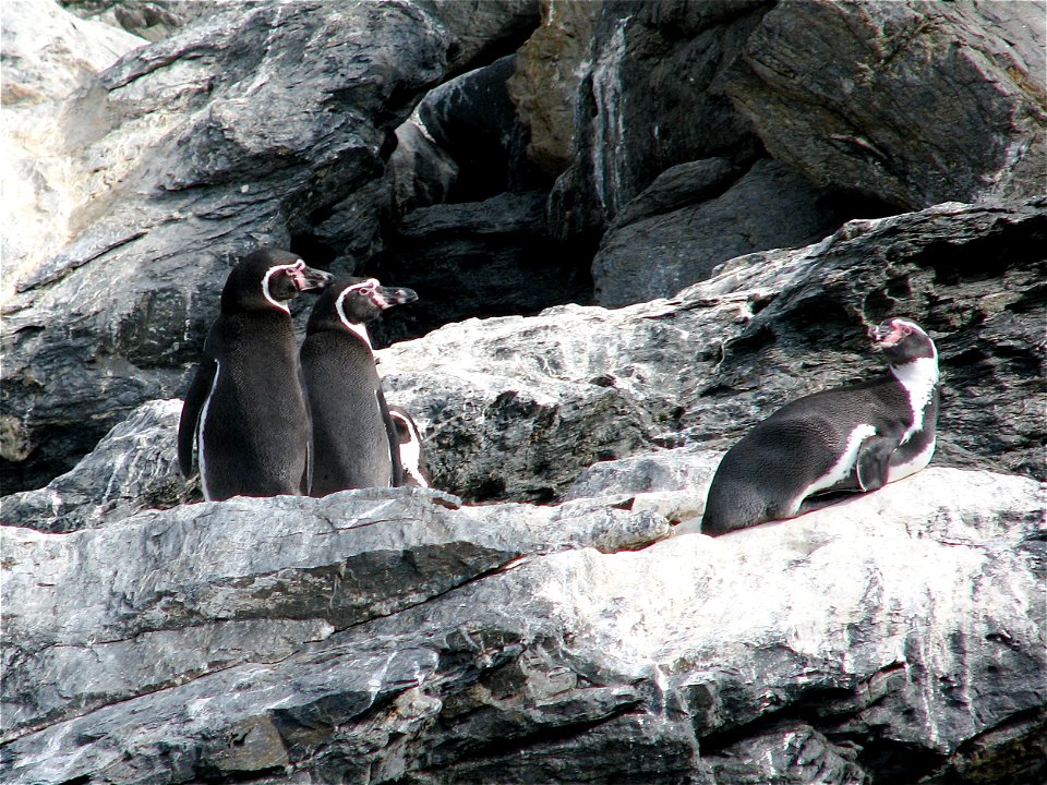 Pingüinos Humboldt en la reserva Isla Choros, Chile.