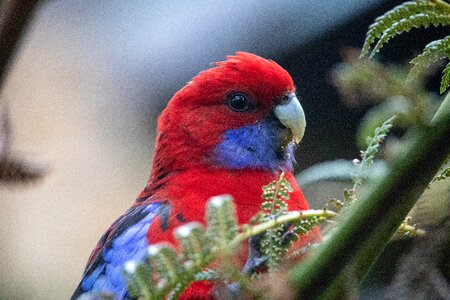 Bird wild animal