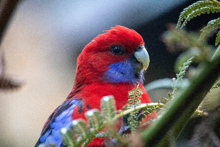 Bird wild animal photo