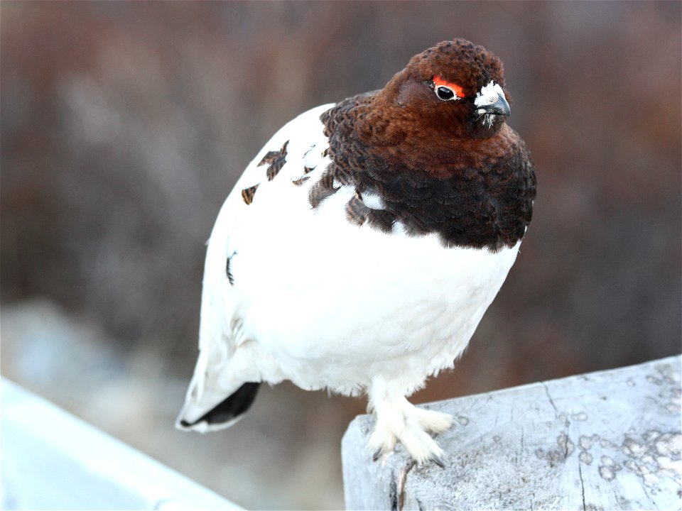 Ptarmigan
