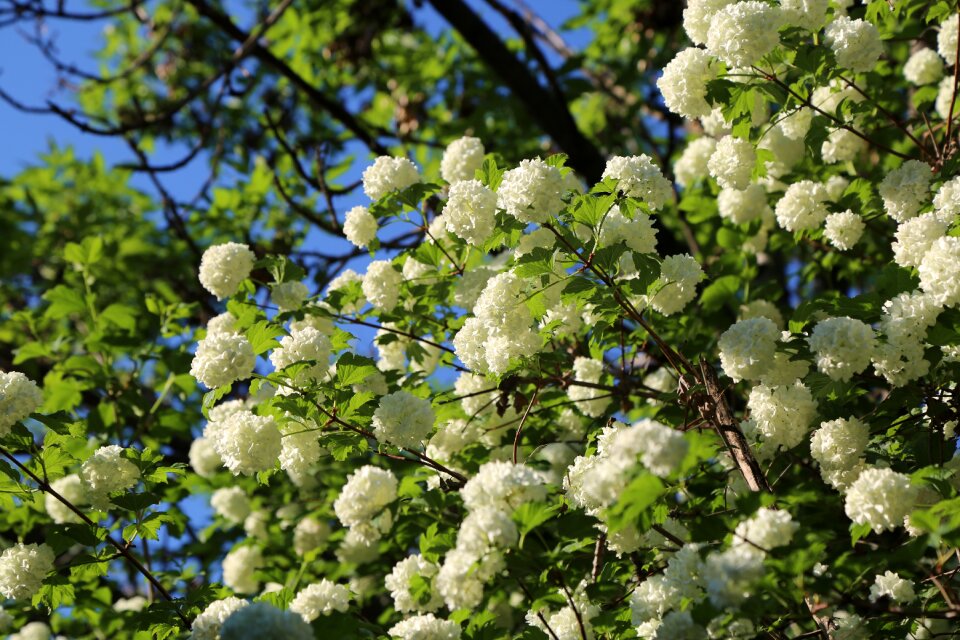 Nature plant leaves