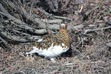 Ptarmigan