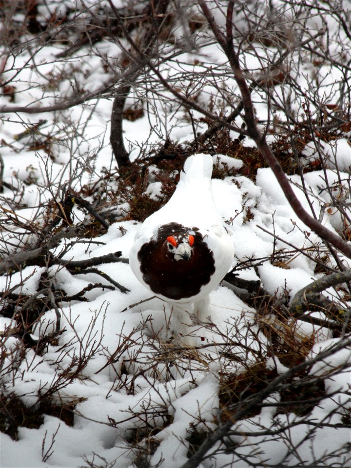 Ptarmigan