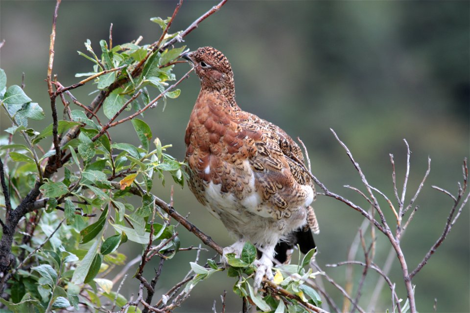 Willow Ptarmigan