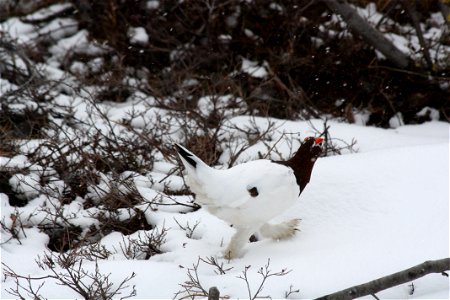 Ptarmigan in Snow