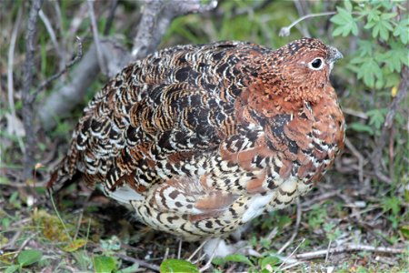 Fluffy Ptarmigan