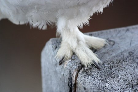 Ptarmigan Foot