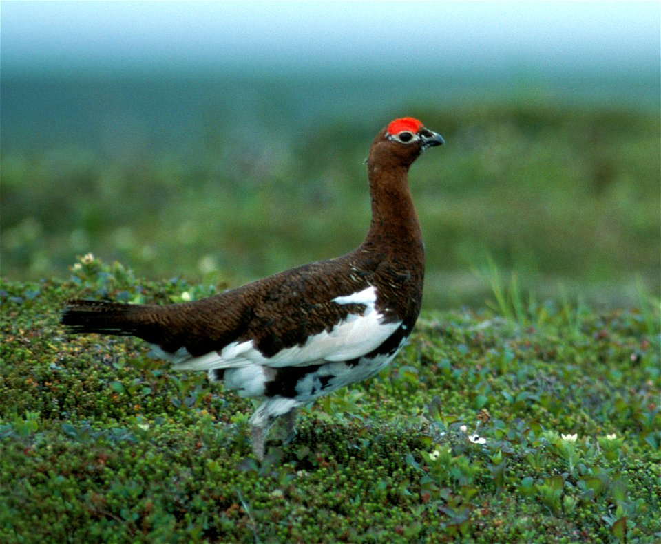 Lagopus lagopus alascensis, Alaska