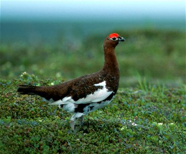 Lagopus lagopus alascensis, Alaska