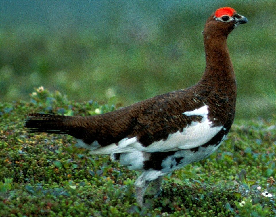 Lagopus lagopus alascensis, Alaska