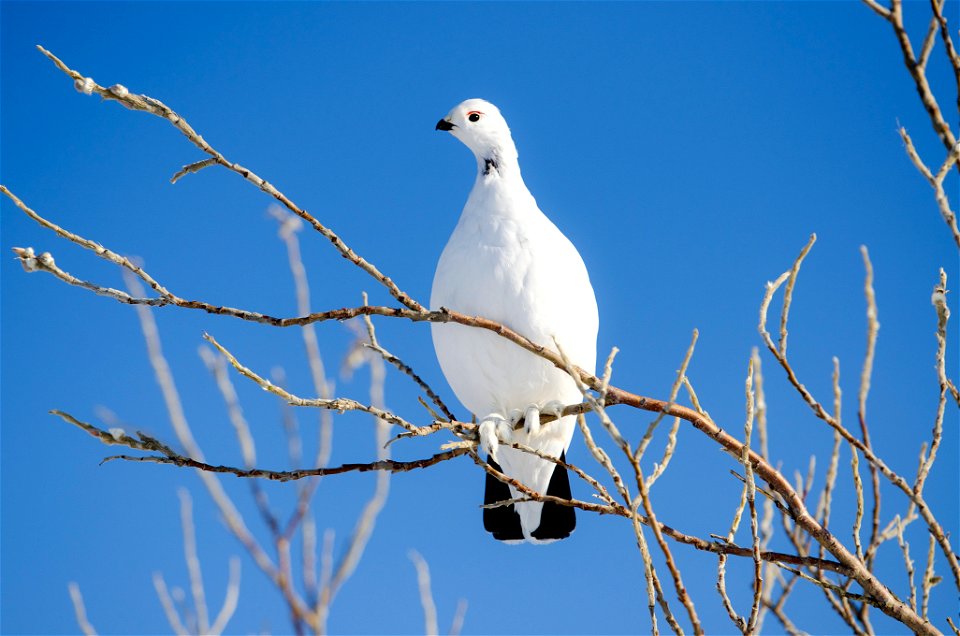 A willow ptarmigan with its winter feathers. (NPS Photos/Katie Thoresen)