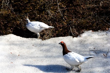 Two Ptarmigan