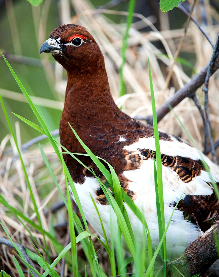 Willow Ptarmigan