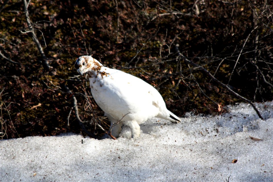 Willow Ptarmigan
