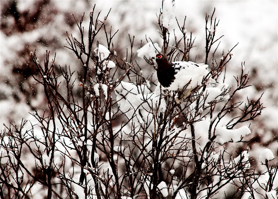 Willow Ptarmigan