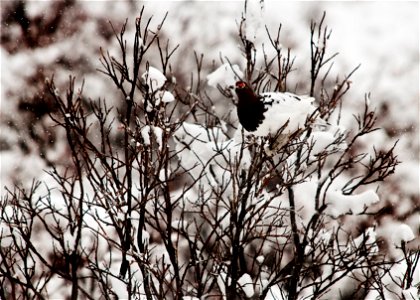 Willow Ptarmigan