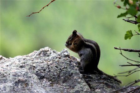 06_0800_prayin_chipmunk