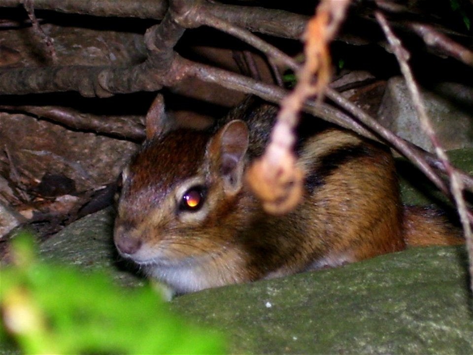 A eastern chipmunk in his natural woody habitat