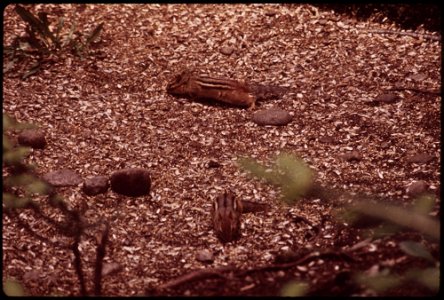 EASTERN CHIPMUNK (TAMIUS STRIATUS) IN THE ADIRONDACK FOREST PRESERVE