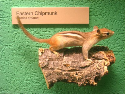 Tamias striatus. Exhibit Museum of Natural History, University of Michigan, 1109 Geddes Avenue, Ann Arbor, Michigan, USA.