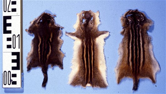 Eastern chipmunk fur skins (Tamias striatus); Indian palm squirrel (Funambulus palmarum); Siberian chipmunk, (Tamias sibiricus). At the fur skin collection, Bundes-Pelzfachschule, Frankfurt/Main, Germ