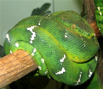Emerald Tree Boa - Corallus caninus