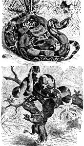 Two drawings illustrating two species of boa.