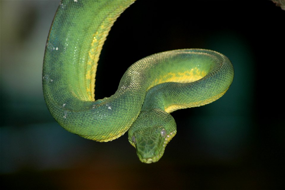 Emerald Tree Boa at the Oakland Zoo.