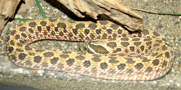 Western Hognose - Heterodon nasicus