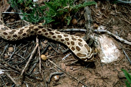 Image title: Western hognose snake heterodon nasicus
Image from Public domain images website, http://www.public-domain-image.com/full-image/fauna-animals-public-domain-images-pictures/reptiles-and-amp