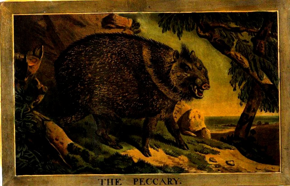 Illustration from Charles Catton the Younger Animals drawn from nature and engraved in aqua-tinta