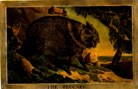 Illustration from Charles Catton the Younger Animals drawn from nature and engraved in aqua-tinta