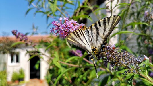 Butterfly nature garden photo