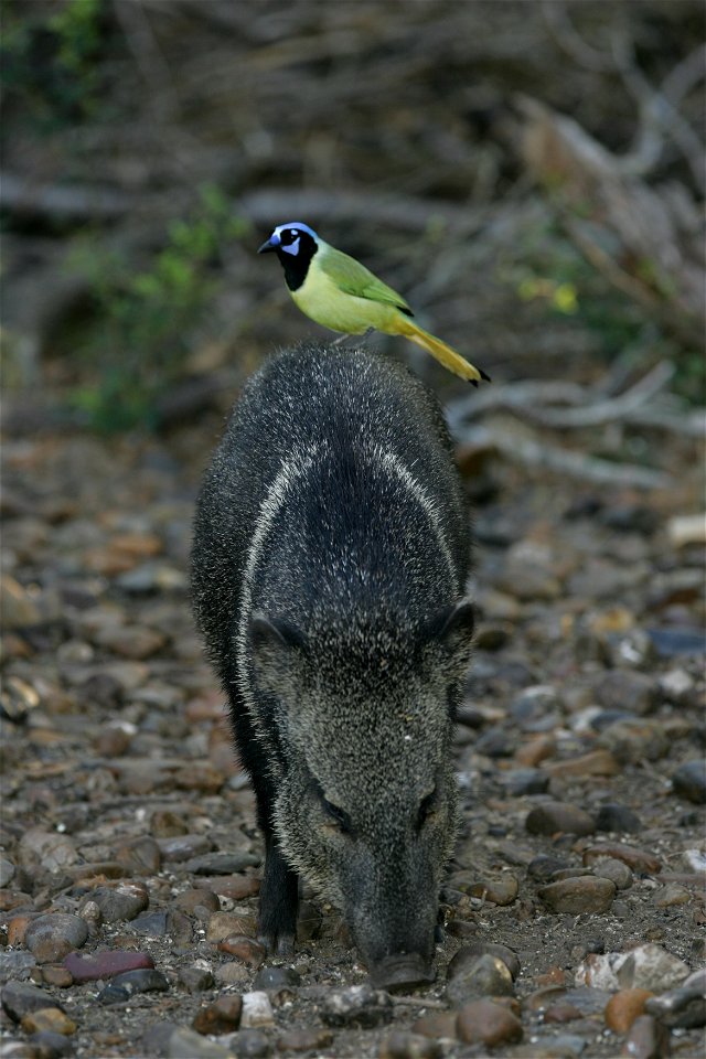 Green Jay Cyanocorax luxuosus on a Collared Peccary Pecari tajacu