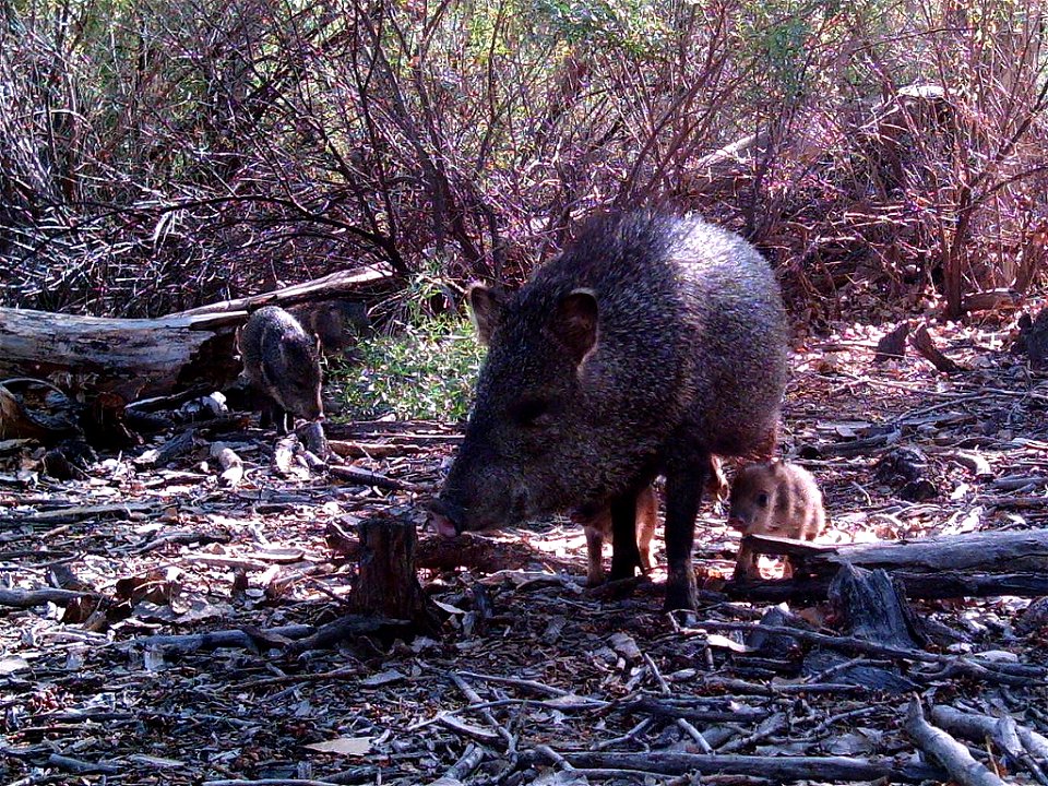 Javelina (Pecari tajacu) with piglets in Bosque del Apache National Wildlife Refuge, New Mexico. Camera trap project by Matthew Farley, Jennifer Miyashiro and James Stuart. Photo made available by J.N