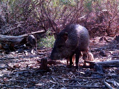 Javelina (Pecari tajacu) with piglets in Bosque del Apache National Wildlife Refuge, New Mexico. Camera trap project by Matthew Farley, Jennifer Miyashiro and James Stuart. Photo made available by J.N