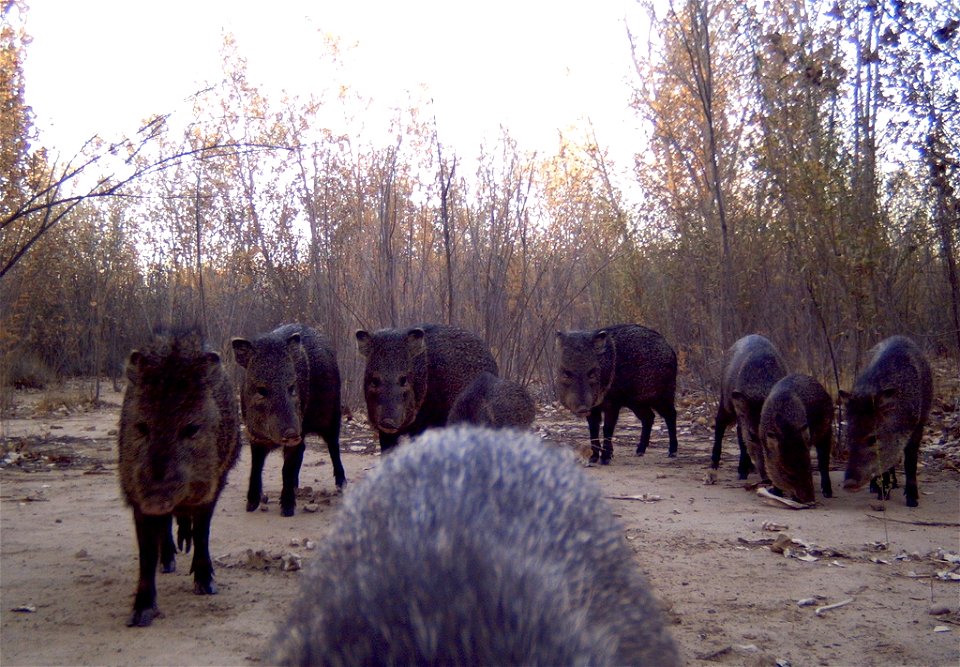 Javelinas (Pecari tajacu) in Bosque del Apache National Wildlife Refuge, New Mexico. Camera trap project by Matt Farley, Jennifer Miyashiro, and J.N. Stuart. Photo: J.N. Stuart, Creative Commons