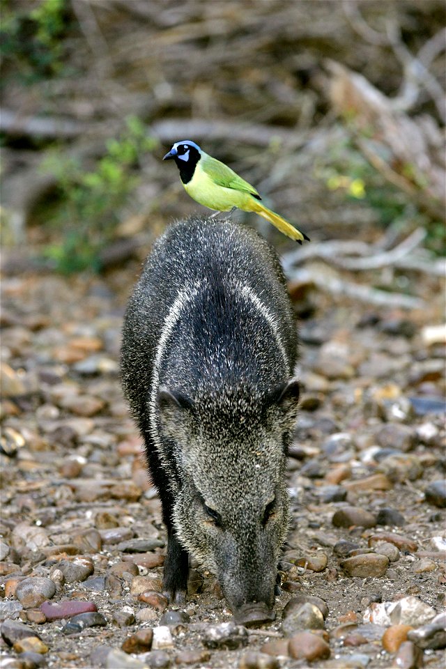 Green Jay Cyanocorax luxuosus on a Collared Peccary Pecari tajacu