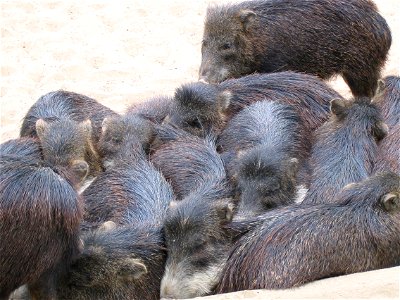 Peccaries in the Berlin Zoo
