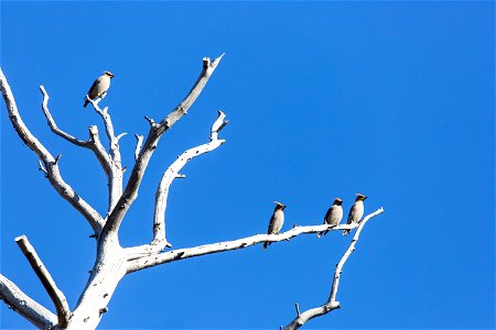 Bohemian waxwings photo