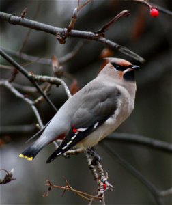 Bohemian Waxwing (Bombycilla garrulus) at Hupisaaret Islands park in Oulu, Finland.