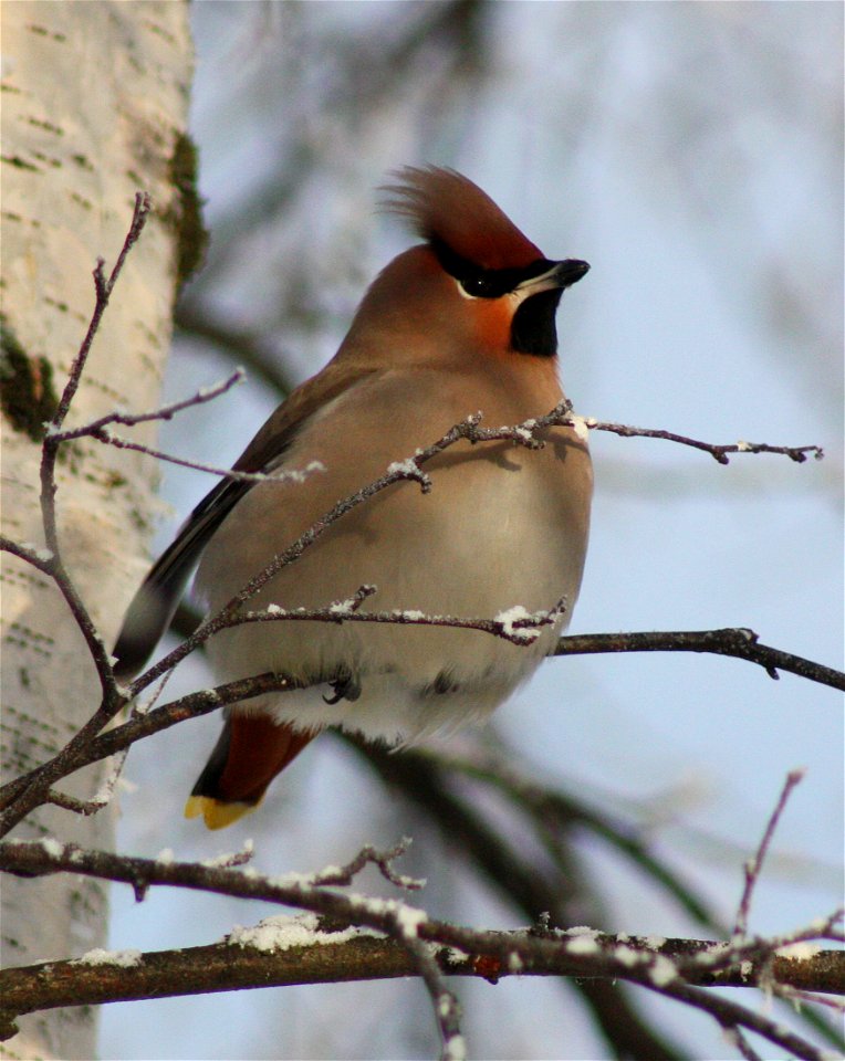 Bohemian Waxwing (Bombycilla garrulus) in Hollihaka Park in Oulu, Finland.