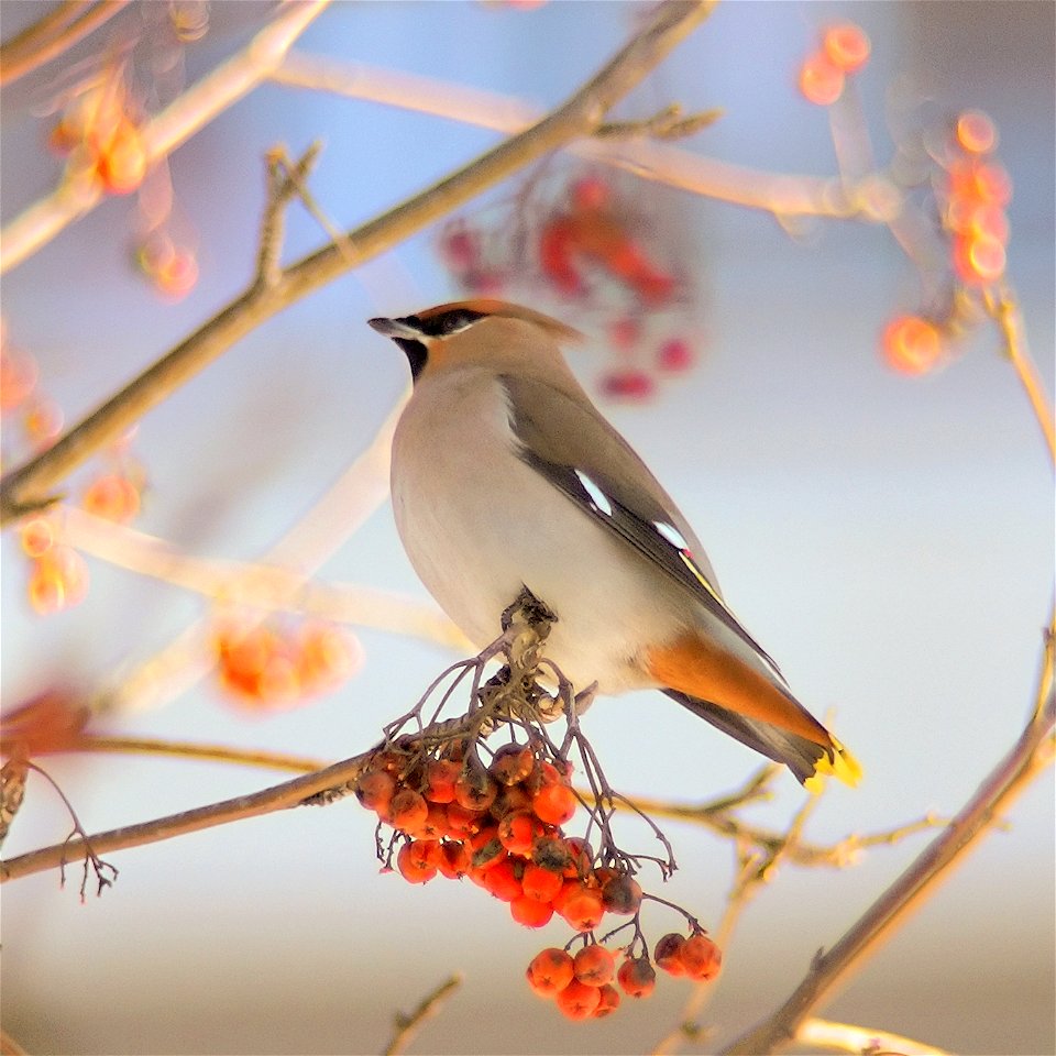 Andronov Igor Nikolaevich, 24 February 2007, waxwing photo that I did at Moscow region Russia.