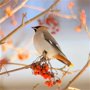 Andronov Igor Nikolaevich, 24 February 2007, waxwing photo that I did at Moscow region Russia. photo