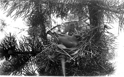 Female Bohemian Waxwing on nest photo