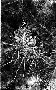 Nest of Bohemian Waxwing photo