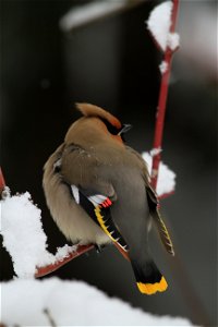 A Bohemian Waxwing (Bombycilla garrulus) puffs its feathers on this cold and snowy day in April. Photo: David Restivo, NPS photo