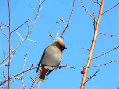 A Bohemian Waxwing eyes a piece of fruit from a tree outside the National Elk Refuge administrative offices. Credit: Lori Iverson / USFWS photo